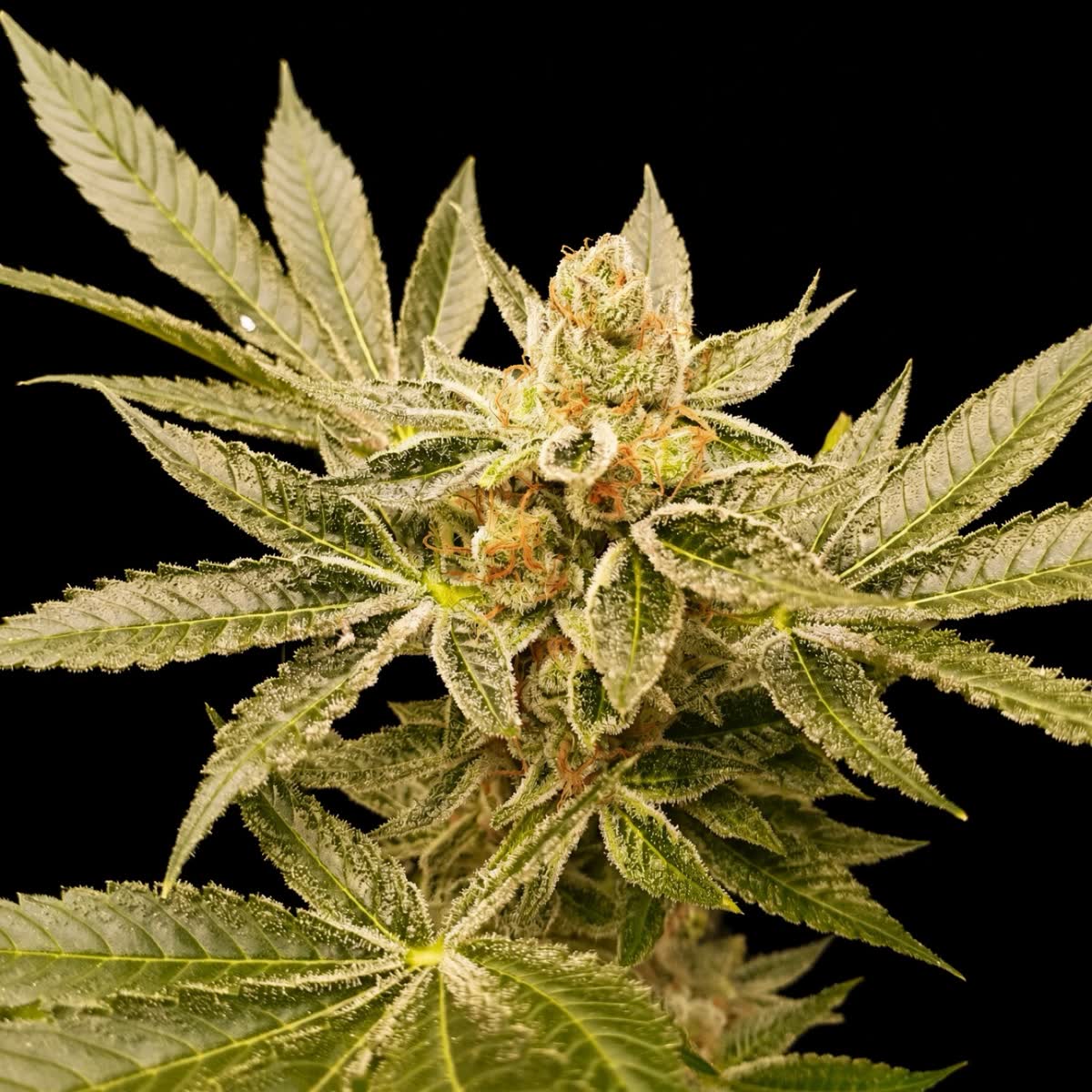 Orange Apricot Bx1 plant