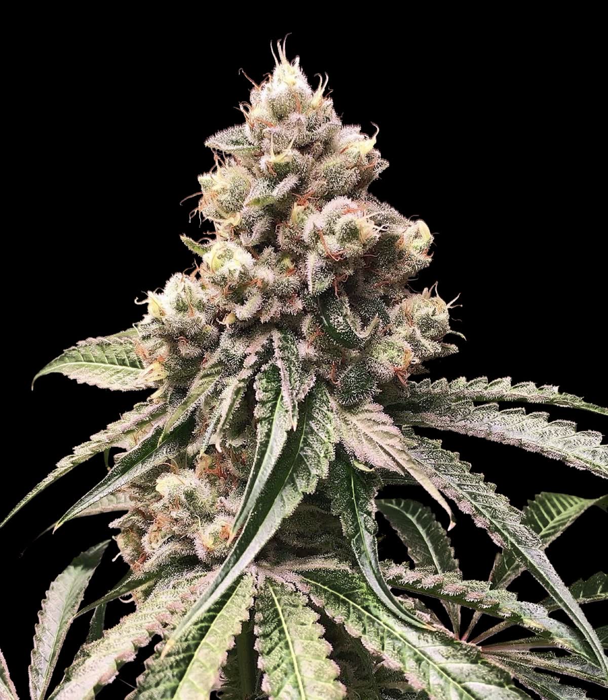Strawberry Truffle Bx1 plant